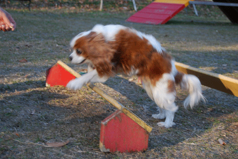 c0136838_131183.gif