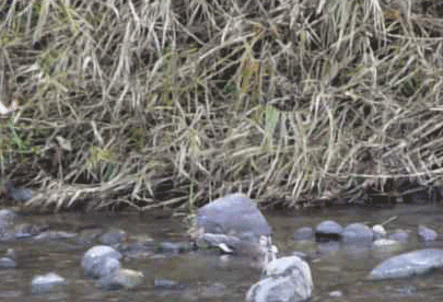 a0056140_0131521.gif