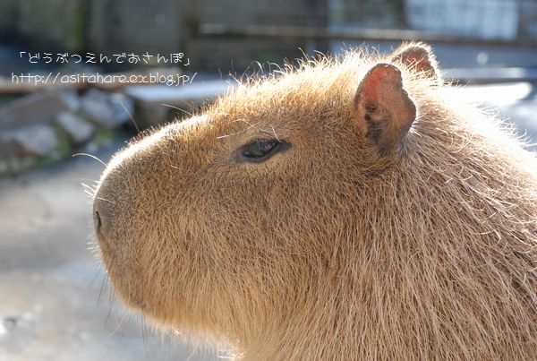 年賀状はカピバラさんで_b0024758_214430.jpg