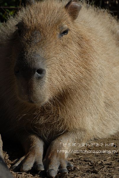 年賀状はカピバラさんで_b0024758_22146.jpg