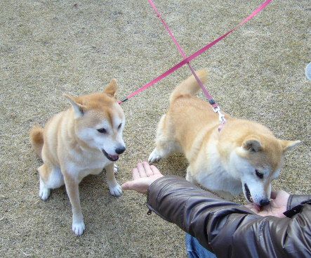 12月26日(水)お正月の準備 ♪_f0060461_20544472.jpg