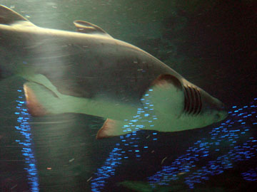 水族館　アクアワールド大洗_d0137080_2222822.jpg