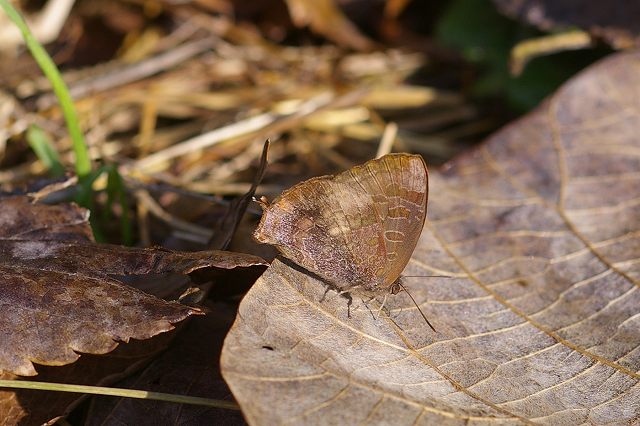 e0070891_1755640.jpg