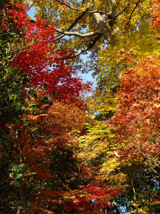 １１月のもみじ_c0116915_23113193.jpg