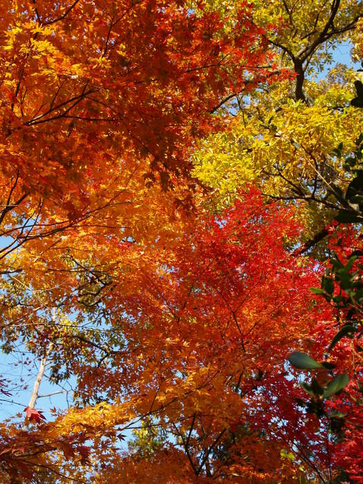 １１月のもみじ_c0116915_23124948.jpg