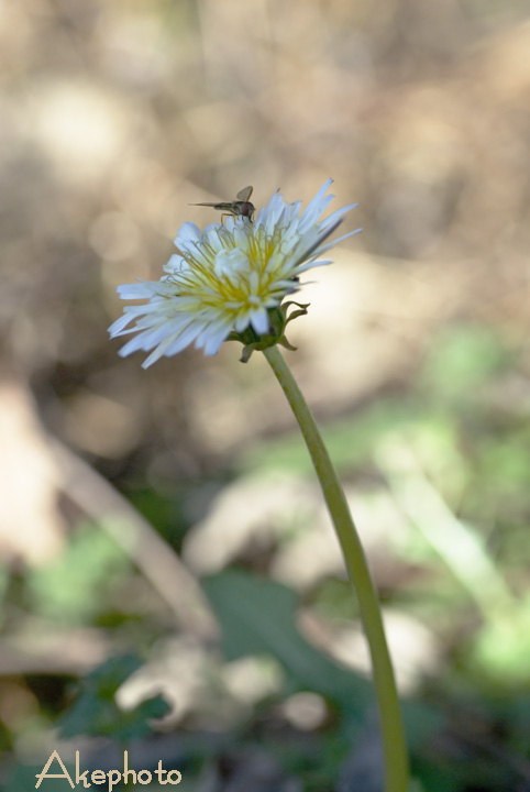 昨日見つけた花_e0127416_16321590.jpg