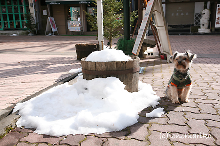 バブーと雪と足跡と・・・日本不思議発見と_c0024345_1026163.jpg