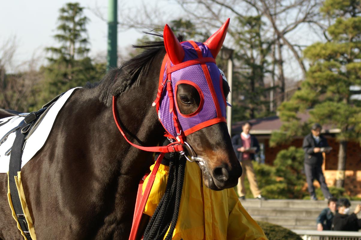 現在は大井競馬で活躍中_f0033848_23471277.jpg