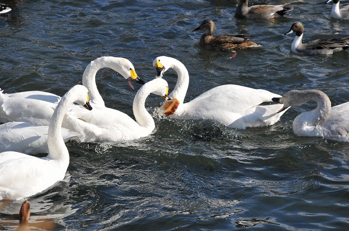 上川の白鳥　その2_c0050853_2181279.jpg