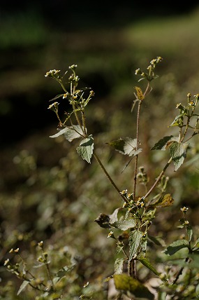 掃溜菊（ハキダメギク）_e0054067_1332491.jpg