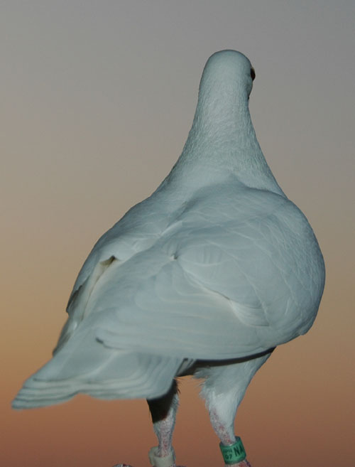 後姿 07 12 27 White Pigeons 白い鳩たち 後姿 07 12 27 White Pigeons 白い鳩たち