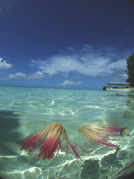 PALAU　TOUR　3_c0063673_18561613.jpg