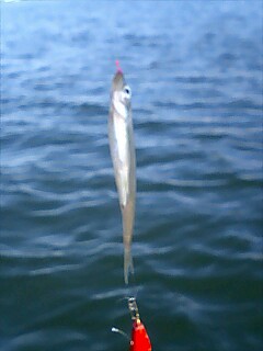 2007釣り納めかな?_a0040876_20451016.jpg