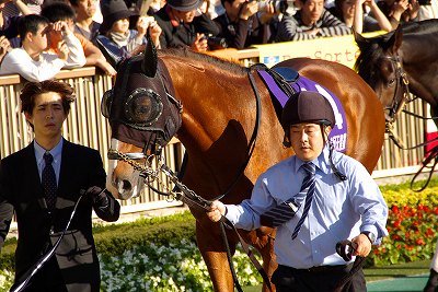 ダイワメジャー 毎日王冠 応援馬券 ダイワメジャー 毎日王冠 応援馬券 2025年最新】ダイワメジャー