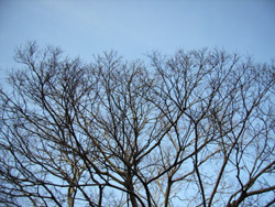 冬の木々　その2_c0138704_21142976.jpg