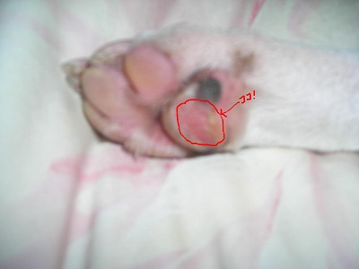 ズル剥け 泣 P S Heart 4terrier Dogs