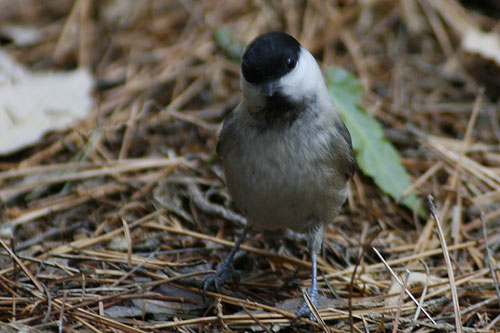 コガラ　　Willow tit　_d0134923_731423.jpg