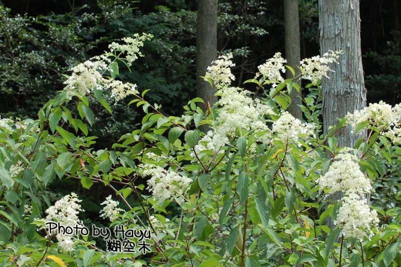 a0059328_03368.jpg