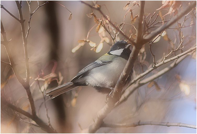 12／26鳥見散歩～_d0107329_9214535.jpg