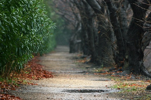 冷たい雨_d0029333_19322188.jpg