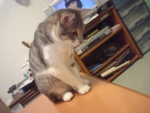 b0112380_15283528.jpg