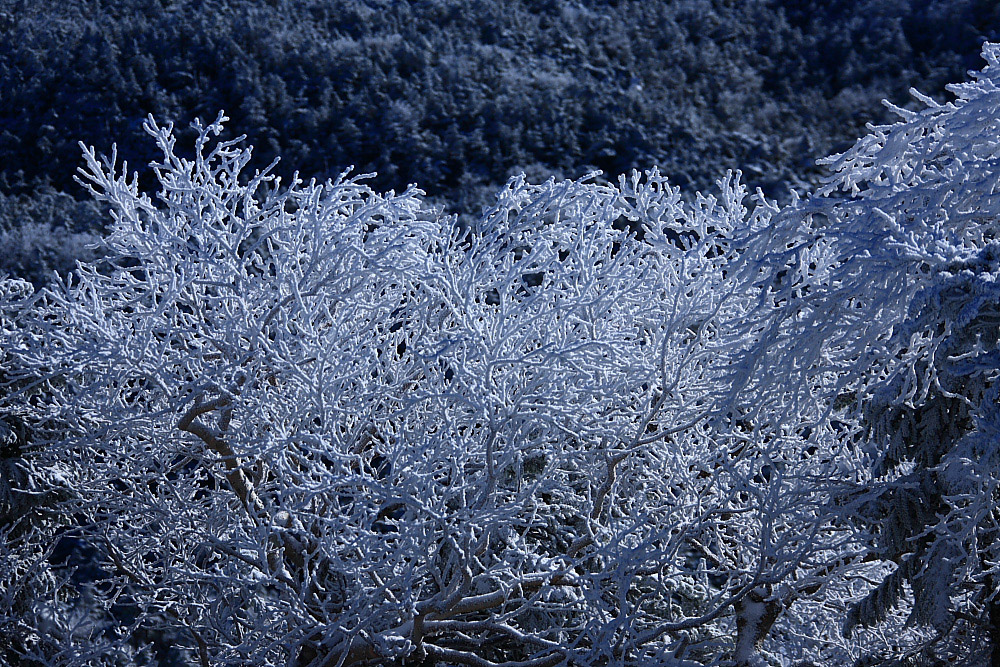 c0044720_834997.jpg