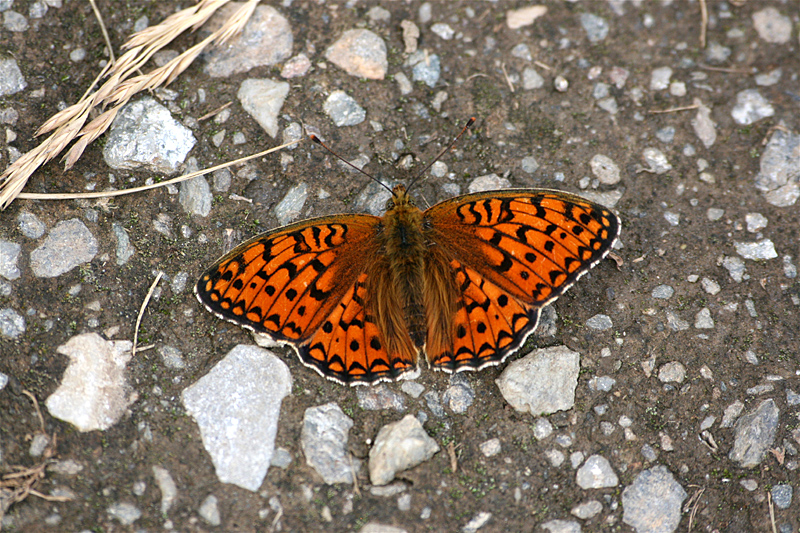d0054625_21265832.jpg