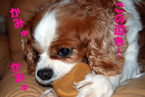 c0136838_1125675.gif