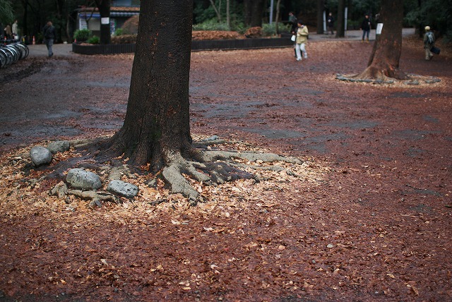 SIGMA 30mm F1.4のクセ / 雨上がりの井の頭公園_a0009142_16193329.jpg