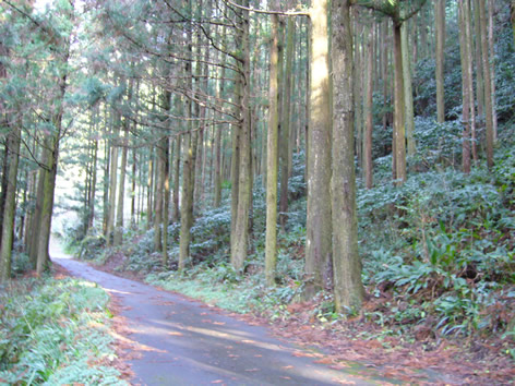 オーベルジュ土佐山近くの遊歩道_f0067354_19543811.jpg