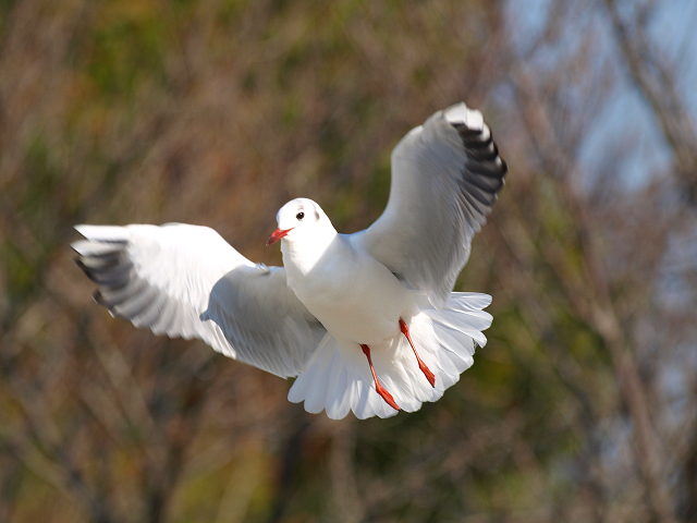 ED70-300mm　その他の鳥　キヤノンとの比較等_f0140054_1739637.jpg