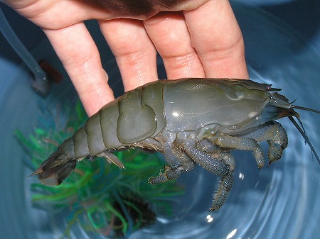 エイに コルレア ゼブラまで 年末のリミックスはがんばります リミックス名東店熱帯魚 エイに コルレア ゼブラまで 年末のリミックスはがんばります リミックス名東店熱帯魚