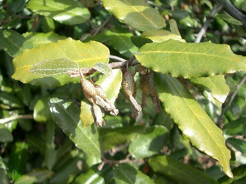 苗代茱萸