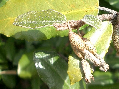 ナワシログミ(苗代茱萸)_c0085874_14222126.jpg