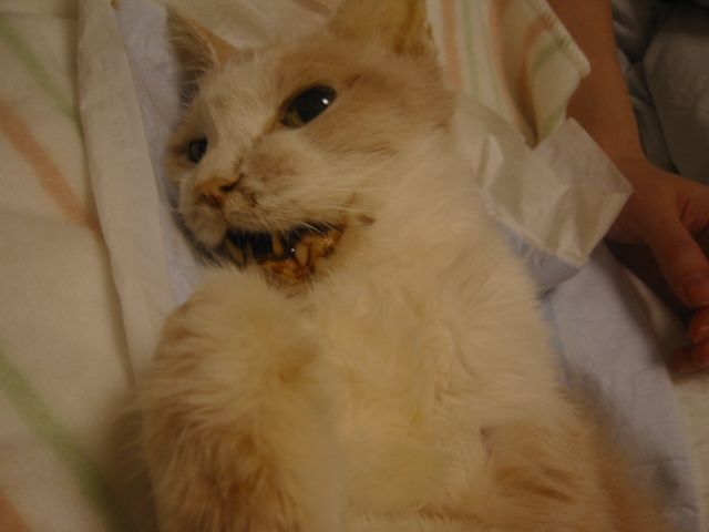 c0005396_02229.jpg