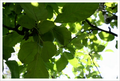 c0053898_8494113.jpg
