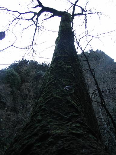 平日の山を歩く　棒の折山（棒の嶺）_b0116703_22373492.jpg