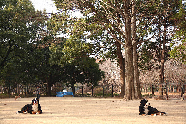 犬見知り。人見知り_f0137508_20414935.jpg