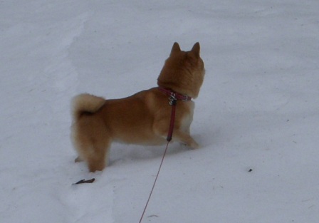 f0004309_00583.jpg