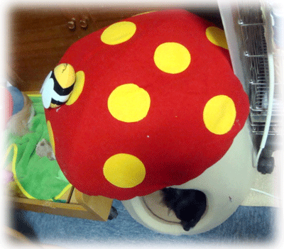 b0078030_038559.gif