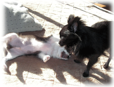 b0078030_0485534.gif