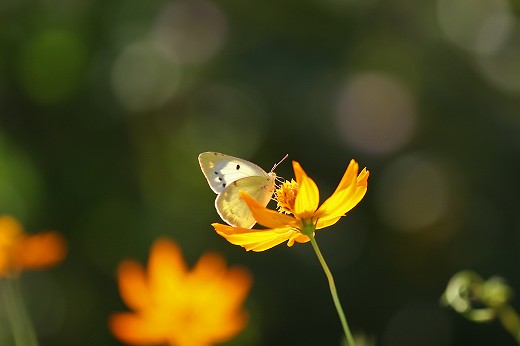 今年を振り返って6月～10月_d0029333_21493281.jpg