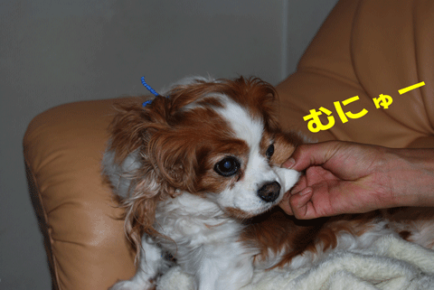 c0136838_1522439.gif