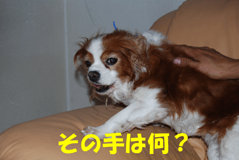 c0136838_1532235.gif