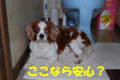 c0136838_15584936.gif