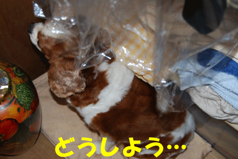 c0136838_1612856.gif