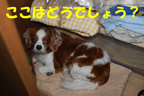 c0136838_1622016.gif