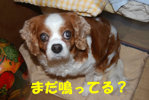 c0136838_1645232.gif