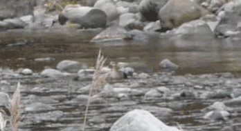 a0056140_2354176.gif