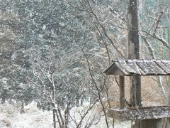 雪です!_f0019247_11151729.jpg